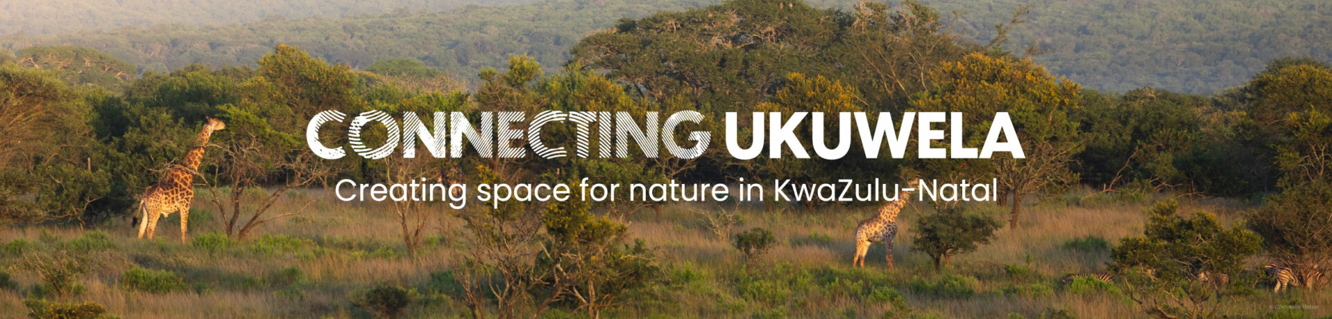Connecting Ukuwela