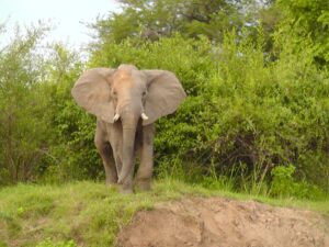 A photograph of an African Elephant in the bush.