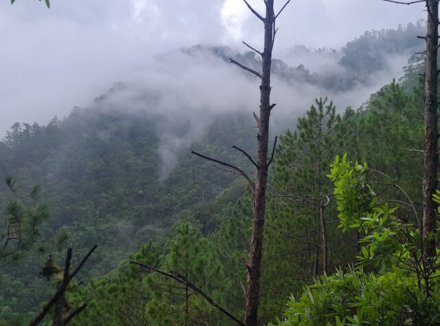 misty trees in the cloud forests of Honduras