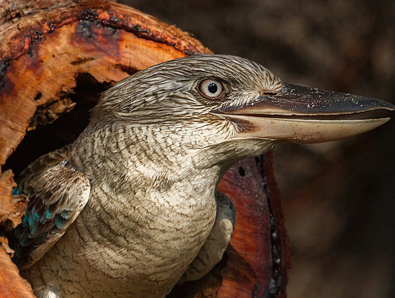 Blue-winged Kookaburra