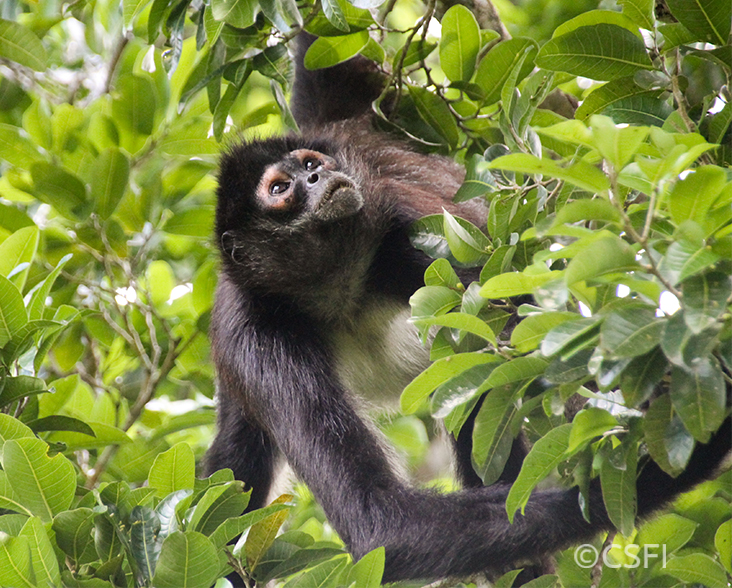 A Geoffrey's Spider Monkey in a tree