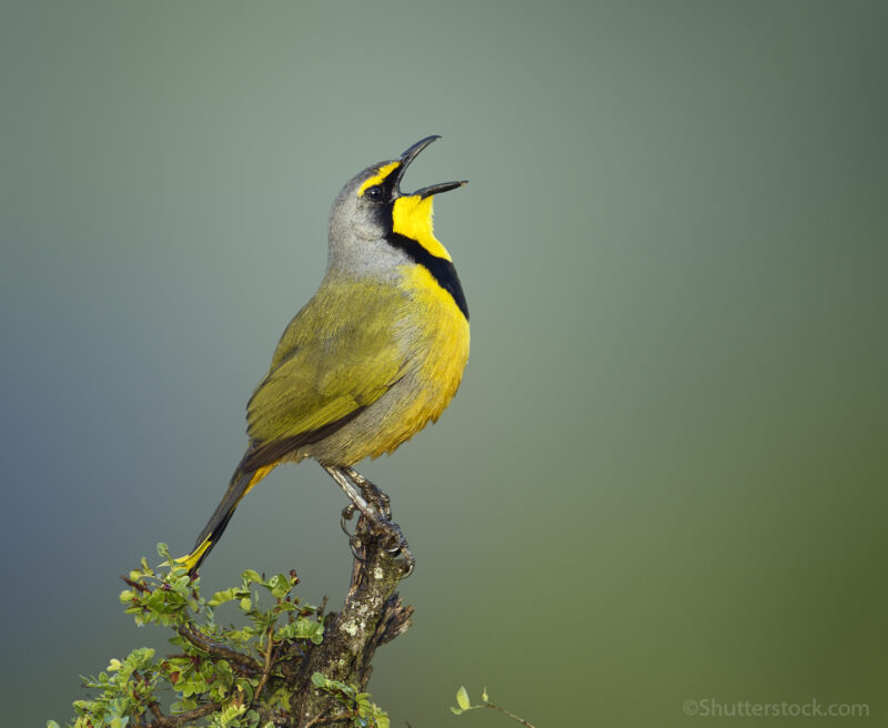 A Bokmakierie bird perched on a branch with its beak open singing