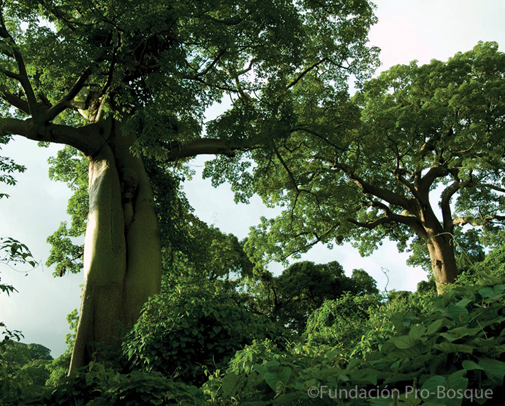 Ceibo trees at Cerro Blanco