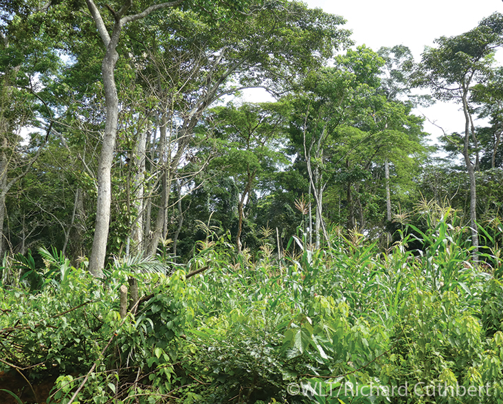 A view of a community forest at Deng deng, Cameroon.