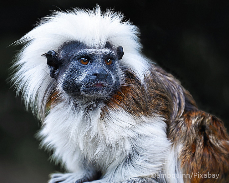 A Cotton-top Tamarin