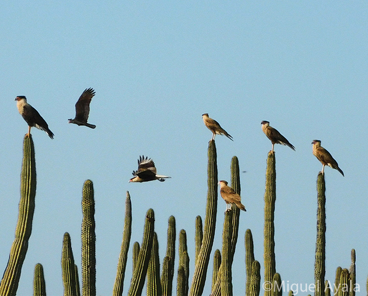 Crested Caracaras, Pitayal Forest