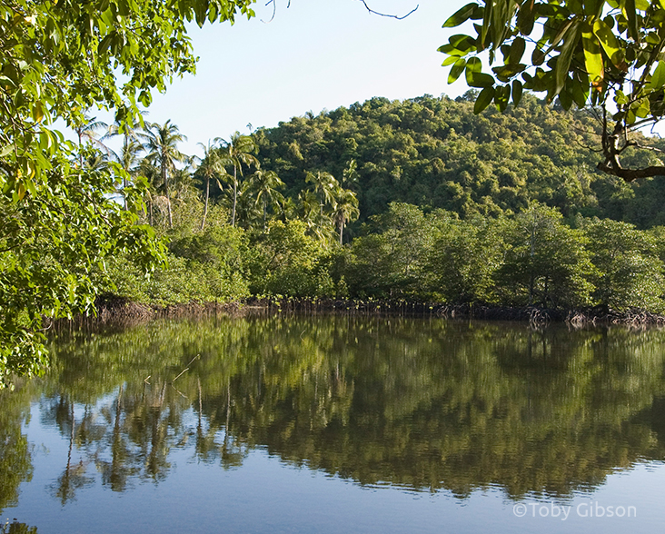 A view of a lagoon and forest on Danjugan Island