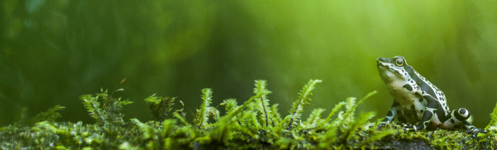 Atelopus wampucrum. © Jaime Garcia-Dominguez