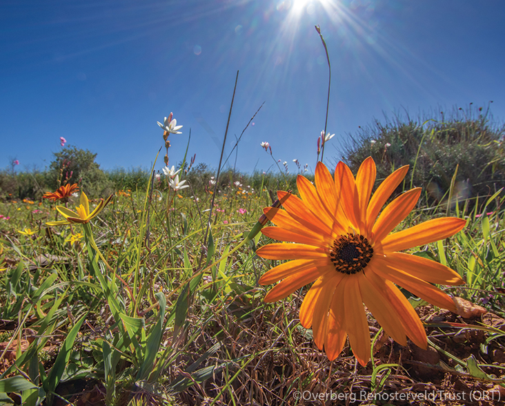 A view of flowers in the renosterveld habitat, South Afirca.