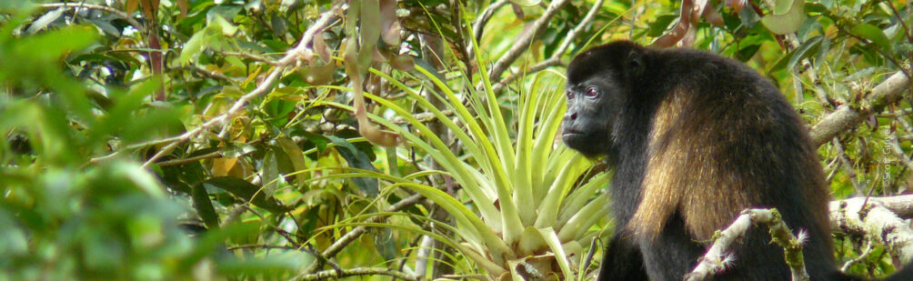 Golden-mantled Howler Monkey side view as it sits in a tree in Costa Rica. Credit: Scott Guiver