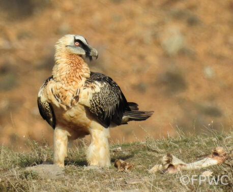 Lammergeier perched on ground next to bones in the Caucasus mountains.