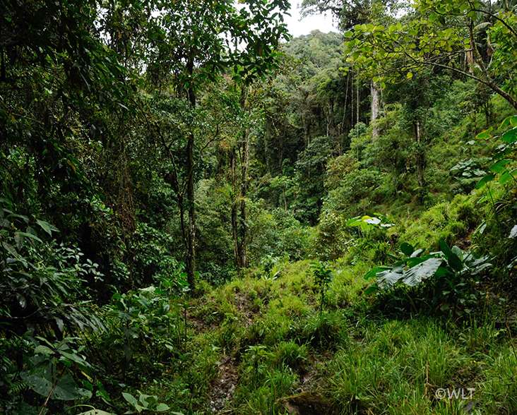 A forest view in the Nangaritza Valley