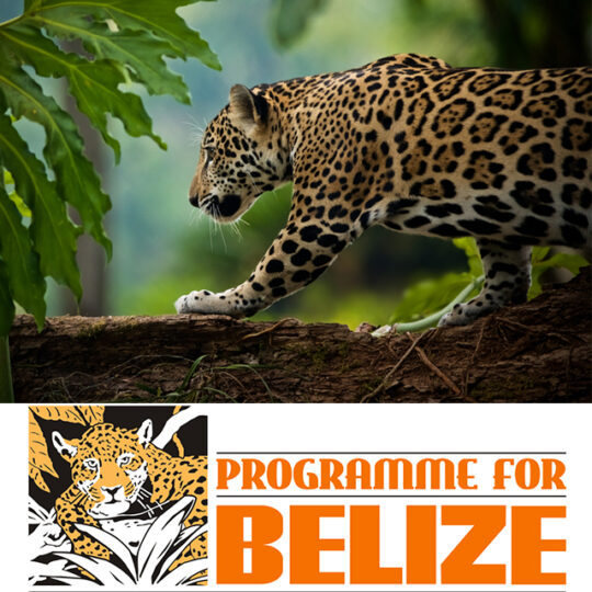 Programme for Belize Programme for Belize