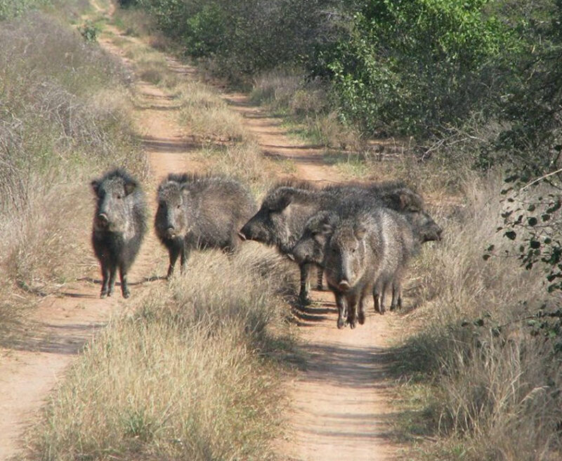 A photograph of 6 Chacoan Peccaries in Argentina's Dry Chaco landscape.