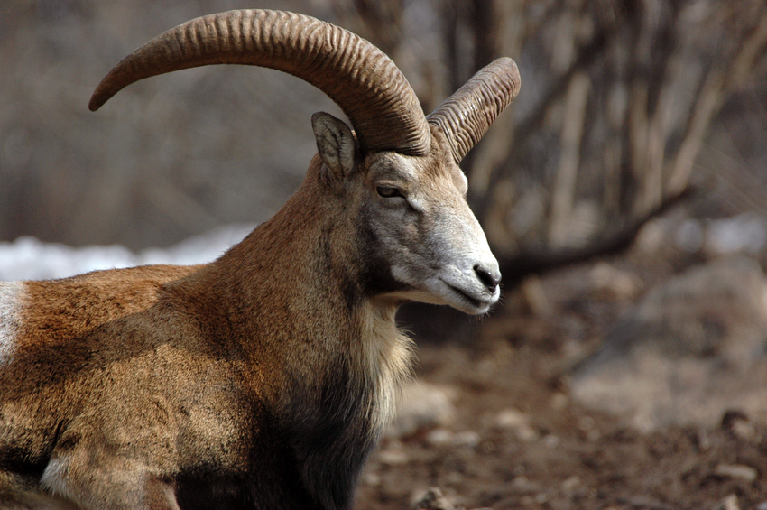 An Armenian Mouflon stands in a wintery landscape within the Caucasus Wildlife Refuge.