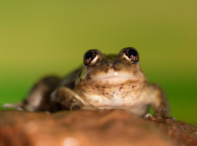 El Rincon Stream Frog.