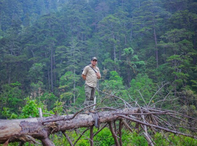 Forest ranger standing on trunk of fallen tree, surrounding by cloud forest trees and foliage.