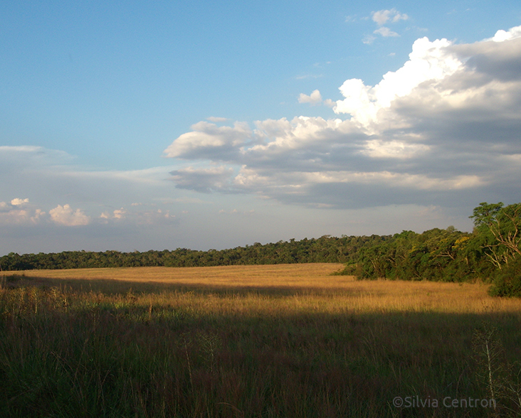 Grasslands and forest edge at San Rafael