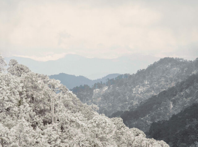 A wintery scene showing the trees and hills of the Sierra Gorda Reserve in the snow.