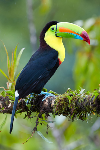 Keel-billed Toucan Martin Mecnarowski/Shutterstock