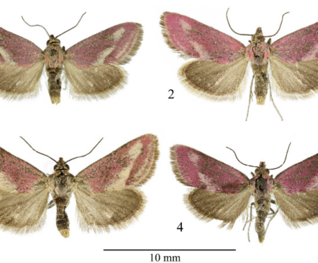 Diagram of four samples of Tegostoma burtoni