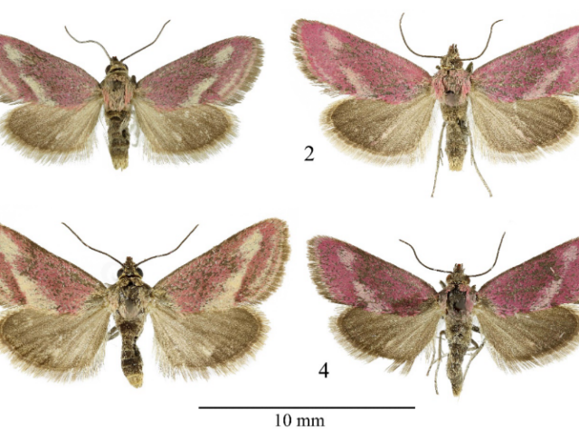 Diagram of four samples of Tegostoma burtoni